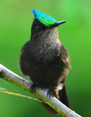 Antillean Crested Hummingbird