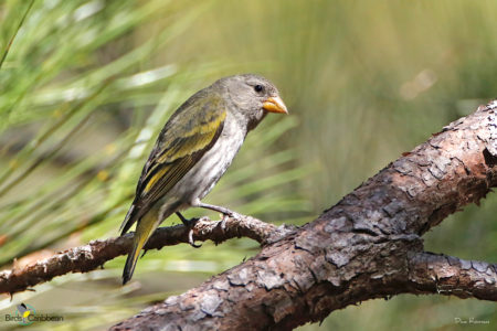 Female Antillean Siskin