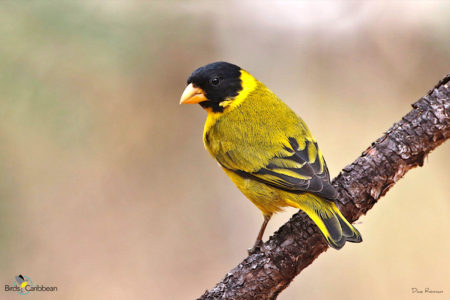 Male Antillean Siskin