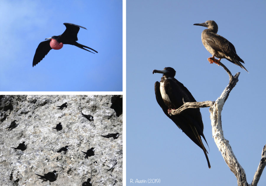 Magnificent Frigatebirds