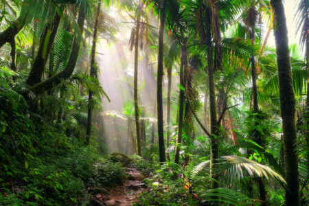 Beautiful jungle path through the El Yunque National Forest in Puerto Rico