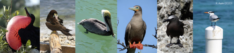 Magnificent Frigatebird, Brown Booby, Brown Pelica, Red-footed Booby, Brown Noddy, and Royal Tern