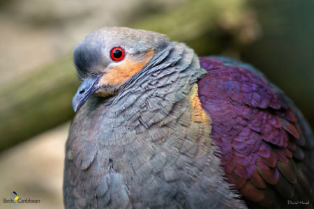 Crested Quail-Dove 