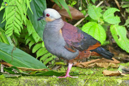 Crested Quail-Dove 