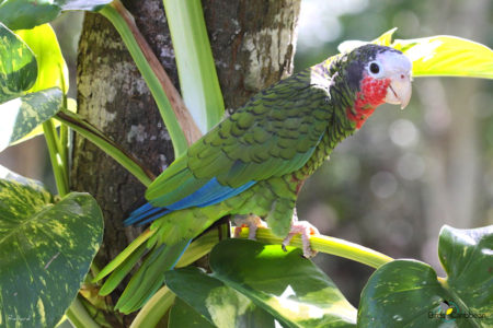 Cuban Parrot