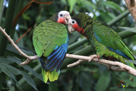 Cuban Parrot