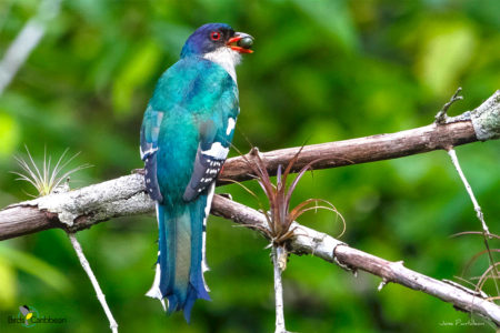 Cuban Trogon