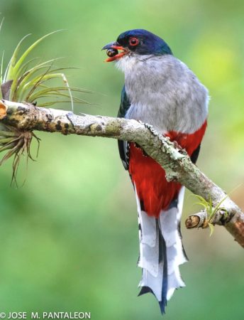 Cuban Trogon