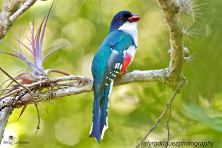 Cuban Trogon