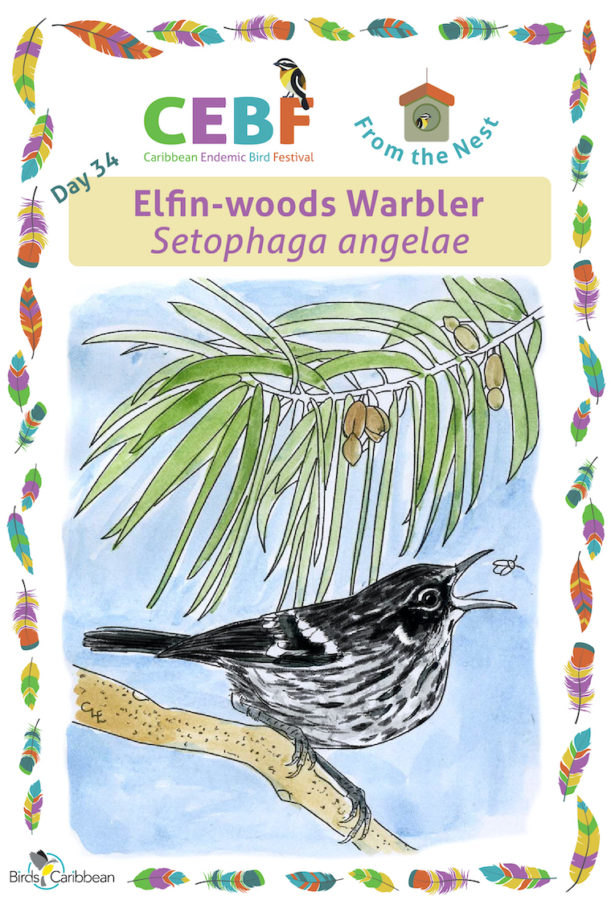 Elfin Woods Warbler