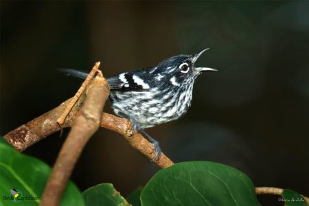 Elfin Woods Warbler