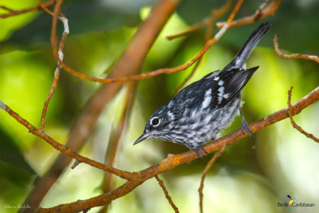 Elfin Woods Warbler