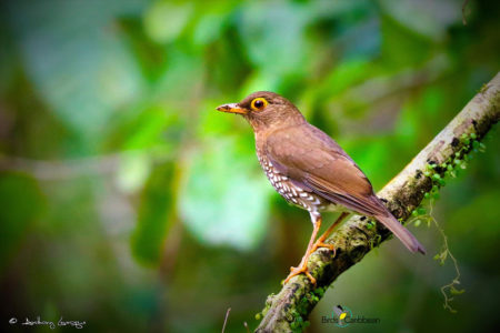 Forest Thrush