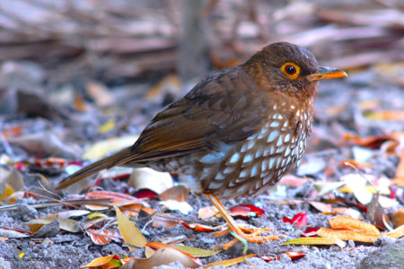 Forest Thrush