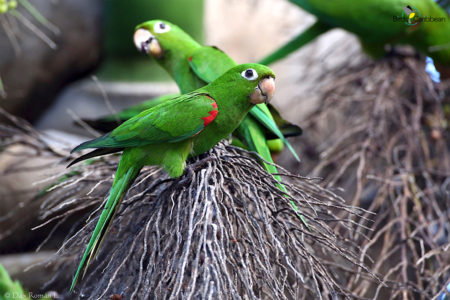 Hispaniolan Parakeet