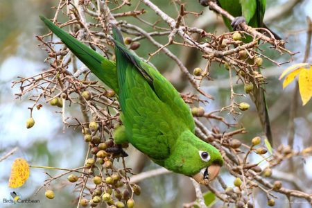 Hispaniolan Parakeet Eating