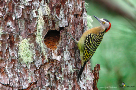 Female Hispaniolan Woodpecker
