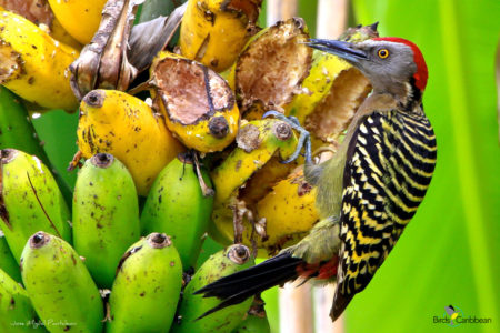 Hispaniolan Woodpecker eating bananas