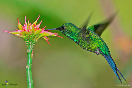 Male Puerto Rican Emerald sipping nectar from a Star Vine Flower 