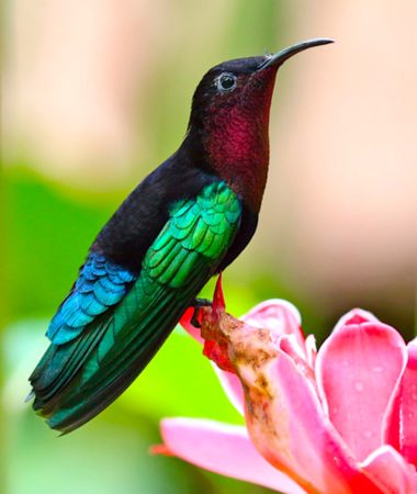 Purple-throated Carib 