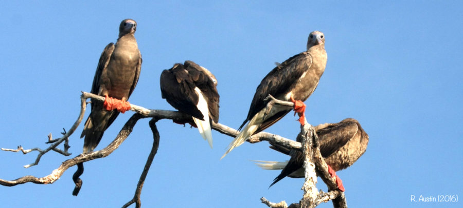 Red-footed Boobies 