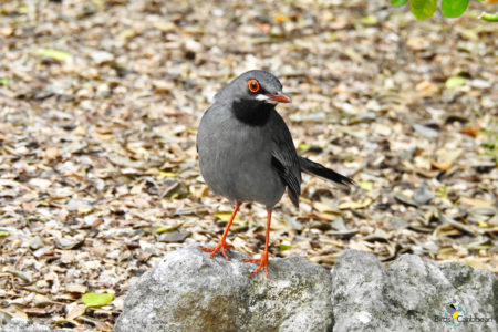 Red-legged Thrush in the Bahamas