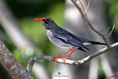 Red-legged Thrush in Hispaniola