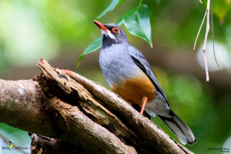 Red-legged Thrush in Cuba