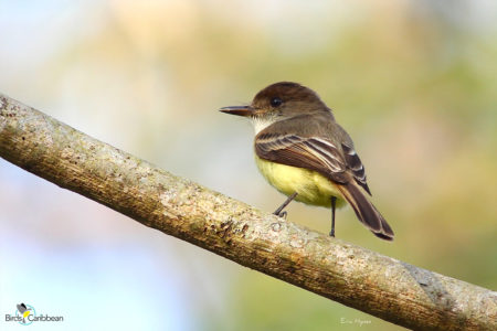 Sad Flycatcher