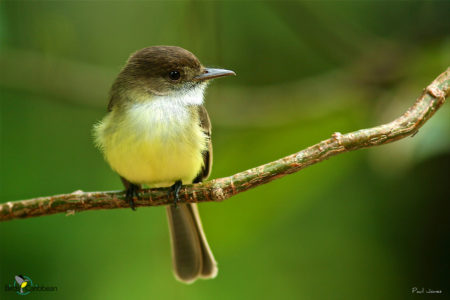 Sad Flycatcher