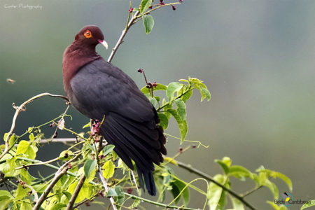 Scaly-naped Pigeon