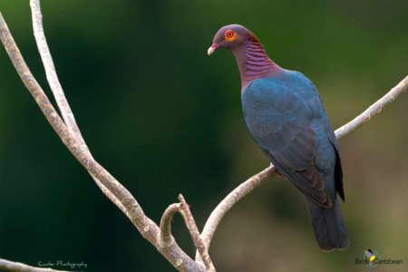 Scaly-naped Pigeon