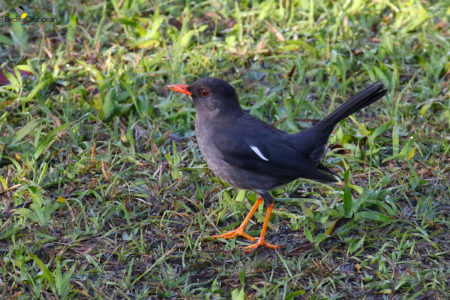 White-chinned Thrush