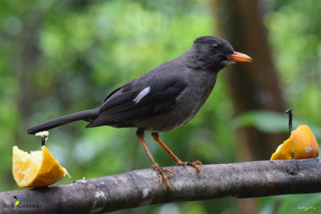 White-chinned Thrush