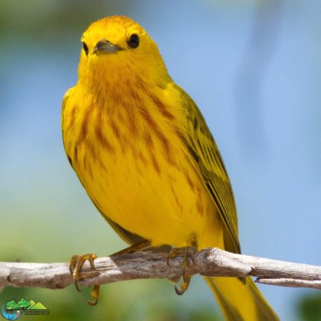 Yellow Warbler-Jeff Gerbracht