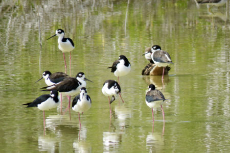 Black-necked Stilts, Whitby Salina Pond, North Caicos