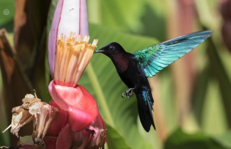 Purple-throated Carib