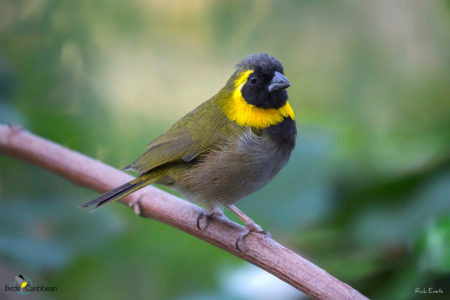 Cuban Grassquit