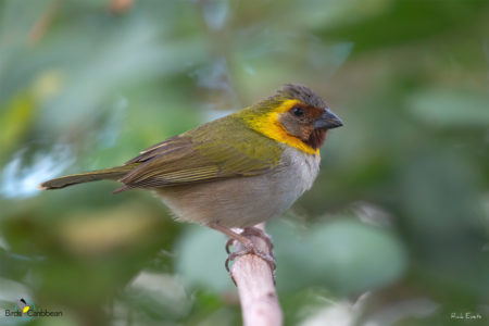 Female Cuban Grassquit