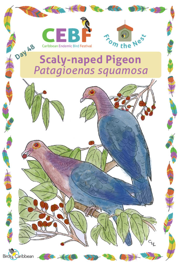 Scaly-naped Pigeon colouring page