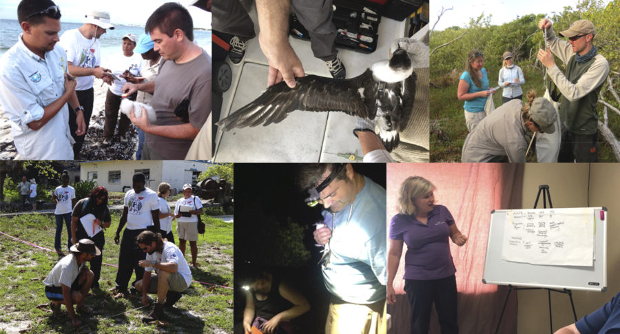 Field team taking morphometric measurements of a chick; black-capped petrel after being fit with a satellite tag off Hatteras; weighing of a magnificent frigatebird on the Cayman Islands; team exercise at the seabird workshop in San Salvador, 2013; field team processing an Audubon shearwater on Allen Cay, Bahamas during the Conservian Cruises; group activity at the Darwin+ seabird workshop in Anguilla, 2020.