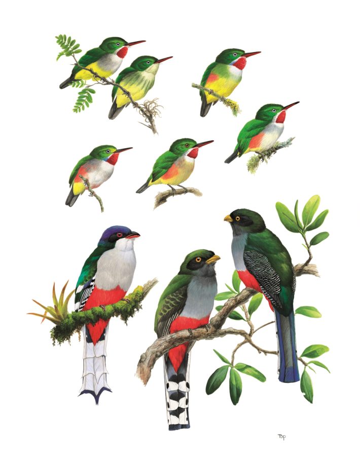 Todies and Trogons plate from Birds of the West indies