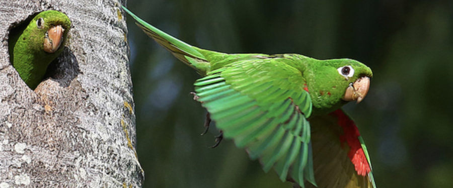 Hispaniolan Parakeet in flight at nest-