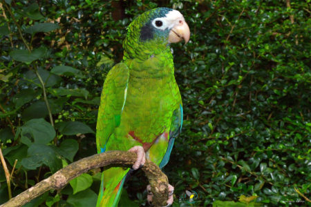 Hispaniolan Parrot