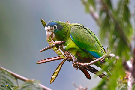 Hispaniolan Parrot eating seeds.