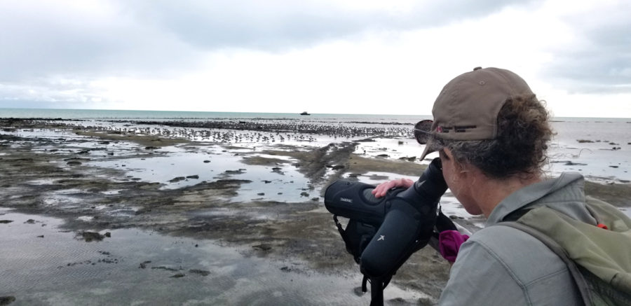 Jen Rock observing thousands of shorebirds at Black Rock, Caicos Banks