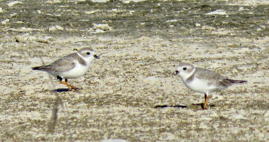 Flagged Piping Plover from Escuminac Beach, New Brunswick, Canada on Little Water Cay
