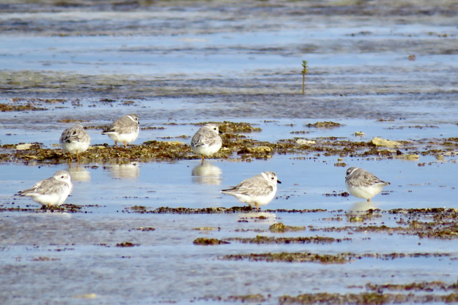 Piping Plovers at Piping Plover Cay, South Caicos