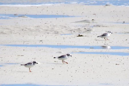 Piping Plovers on Stubbs Cay