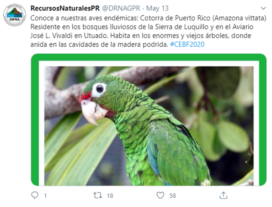 Puerto Rico's Department of Natural and Environmental Resources Twitter post on the Puerto Rican Parrot